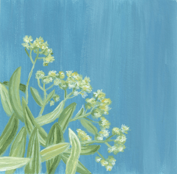 Blume Staude Dost (Blau Grün)